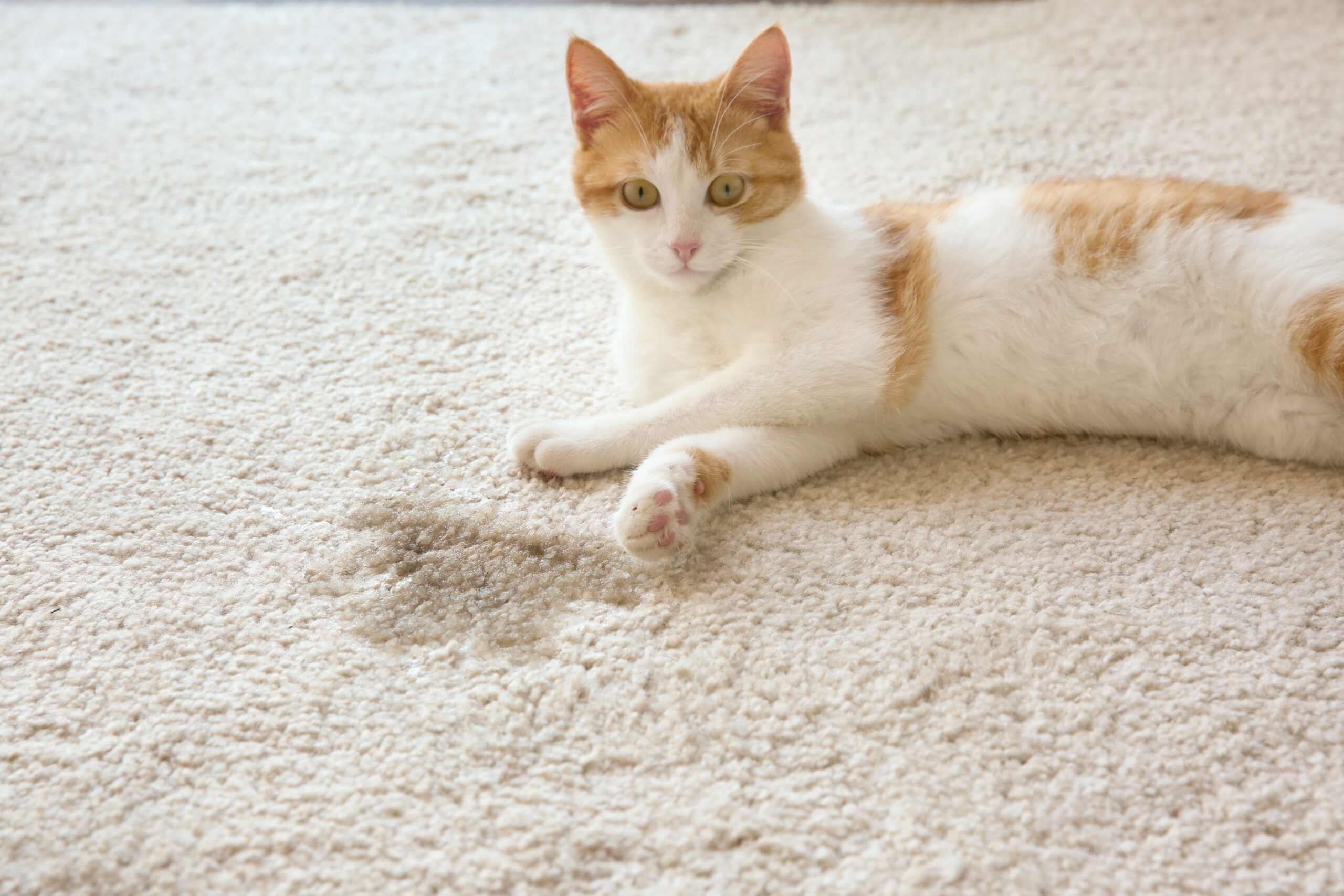 Carpet Cleaning Cat Urine: a cat in a carpet, freshly cleaned.